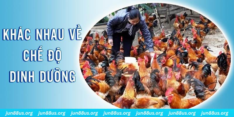 u8888 đăng nhập roulette hôm nay