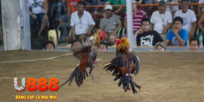 u8888 đăng nhập mậu binh khuyến mãi